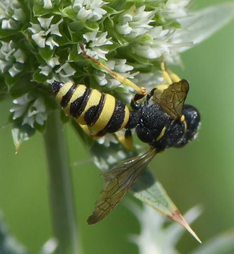 Cerceris sabulosa